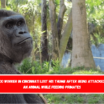 A zoo worker in Cincinnati lost his thumb after being attacked by an animal while feeding primates