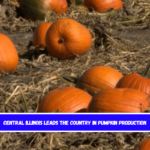 Central Illinois leads the country in pumpkin production