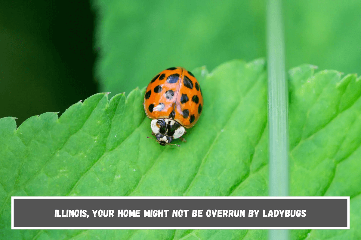 Illinois, Your Home Might Not Be Overrun by Ladybugs