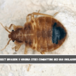 Insect Invasion 5 Virginia Cities Combatting Bed Bug Onslaught