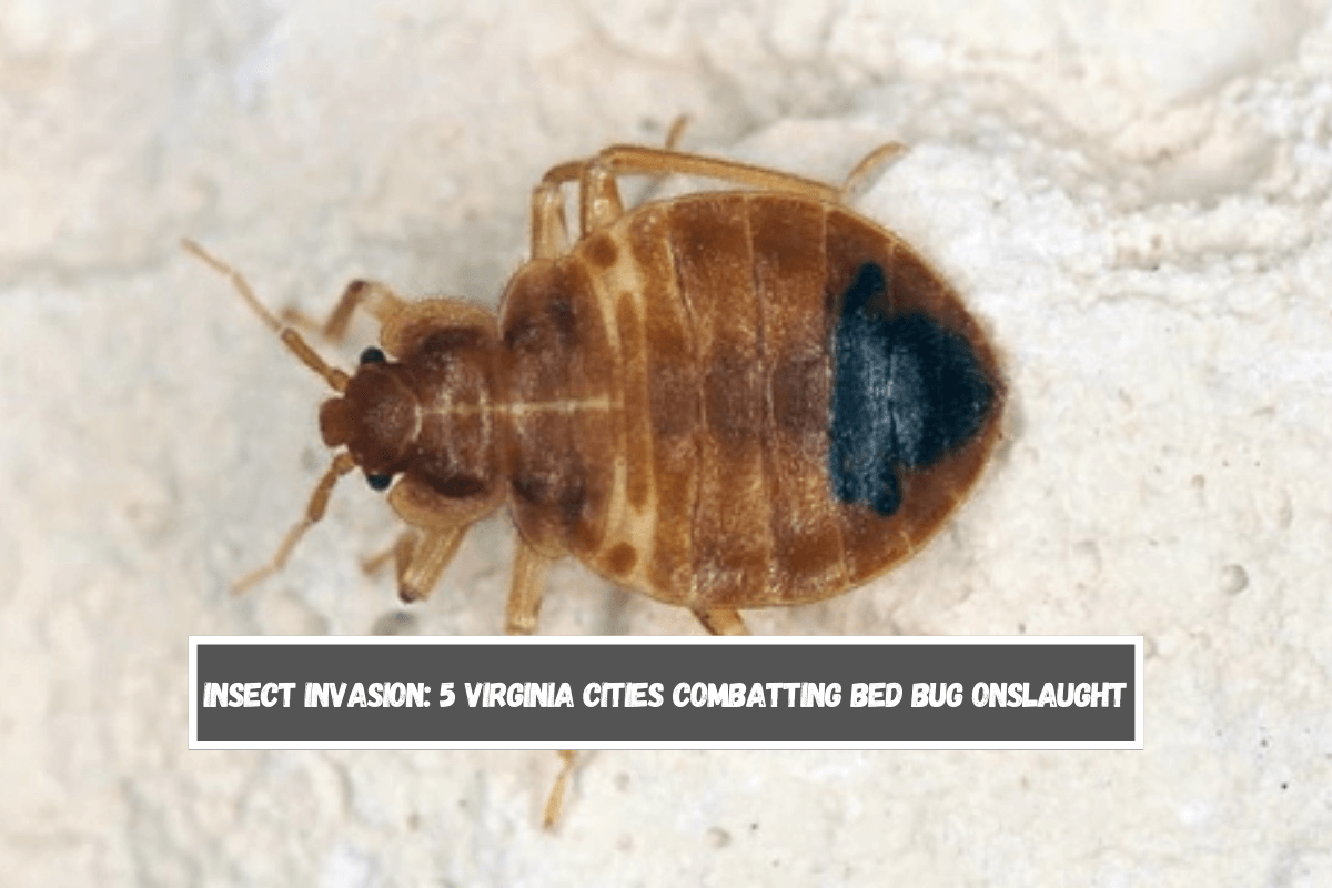 Insect Invasion 5 Virginia Cities Combatting Bed Bug Onslaught