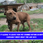 Is It Illegal to Leave Your Pet Chained Outside in North Carolina Here's What the Law Says