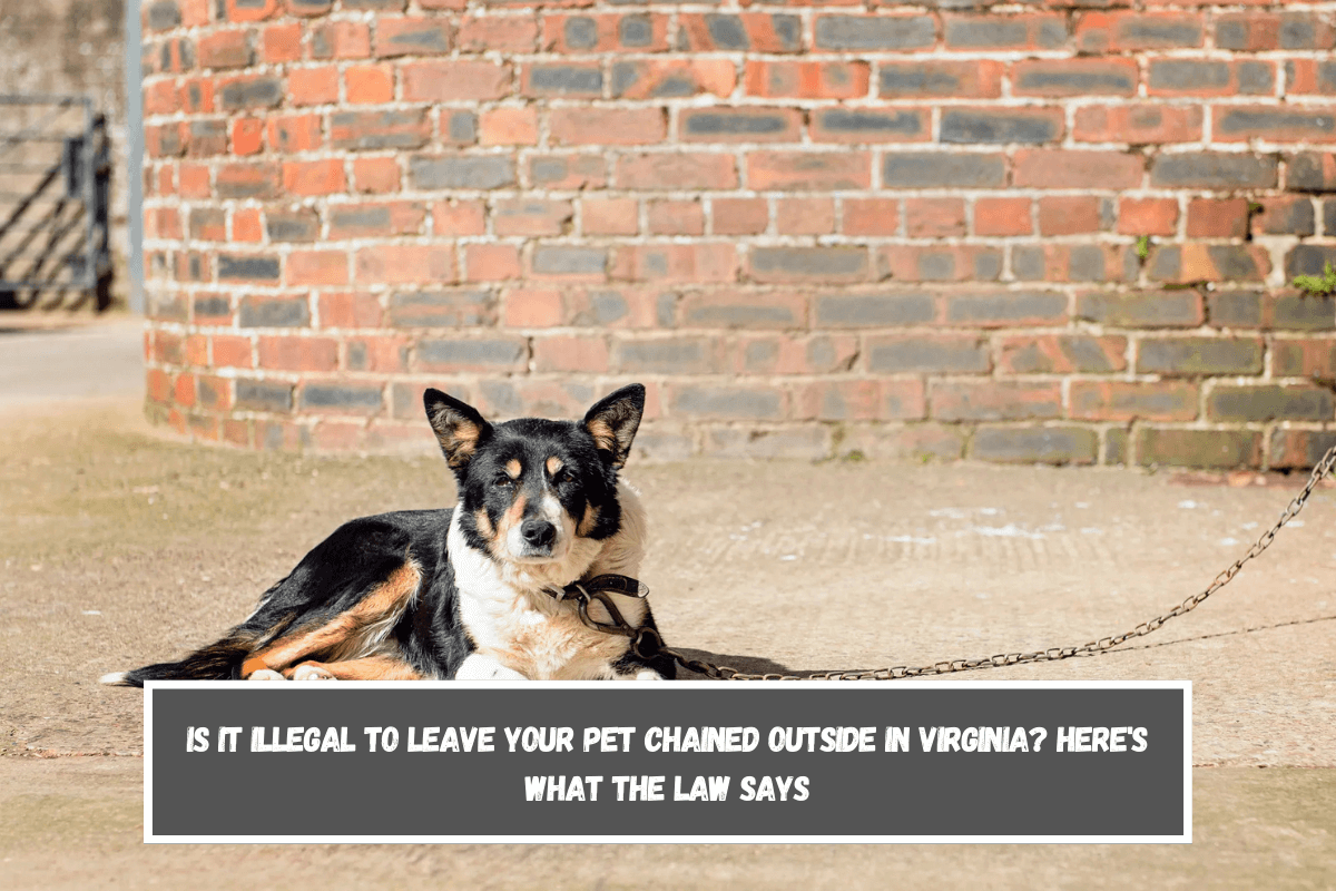 Is It Illegal to Leave Your Pet Chained Outside in Virginia Here's What the Law Says