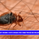 Insect Invasion 5 South Carolina Cities Combatting Bed Bug Onslaught