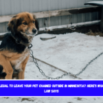 Is It Illegal to Leave Your Pet Chained Outside in Minnesota Here's What the Law Says
