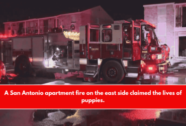 A San Antonio apartment fire on the east side claimed the lives of puppies.