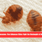 Insect Invasion Five Arkansas Cities Fight the Onslaught of Bed Bugs