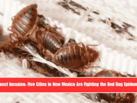 Insect Invasion Five Cities in New Mexico Are Fighting the Bed Bug Epidemic