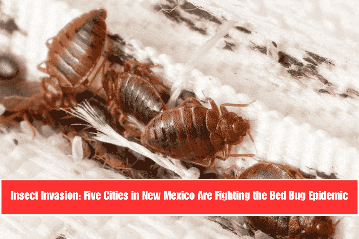Insect Invasion Five Cities in New Mexico Are Fighting the Bed Bug Epidemic