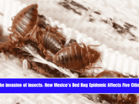 The invasion of insects New Mexico's Bed Bug Epidemic Affects Five Cities